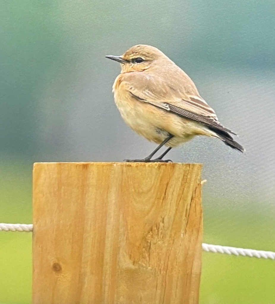 稀有鳥沙䳭現蹤三重熊猴森樂園 愛鳥攝影人重砲搶拍 稀有鳥沙䳭現蹤三重熊猴森樂園 愛鳥攝影人重砲搶拍