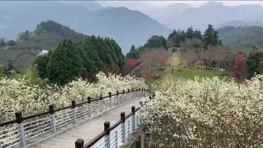 嘉義山區櫻花正盛開 遊客前往賞花避免交通壅塞 嘉義山區櫻花正盛開 遊客前往賞花避免交通壅塞