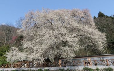 觀霧國家森林遊樂區 霧社櫻王即將盛開 觀霧國家森林遊樂區 霧社櫻王即將盛開