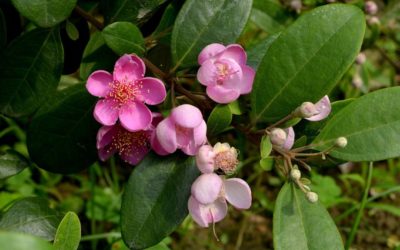 碳循森活　新竹林區管理處9日六地同步贈苗