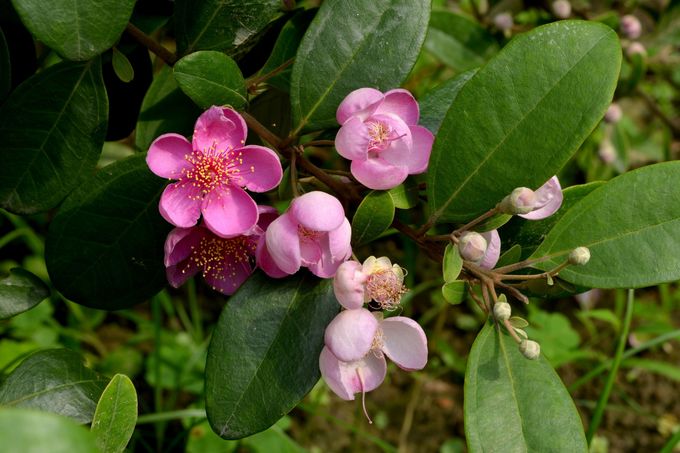 碳循森活 新竹林區管理處9日六地同步贈苗 碳循森活 新竹林區管理處9日六地同步贈苗