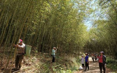 復興區桂竹筍推廣　採筍報名中