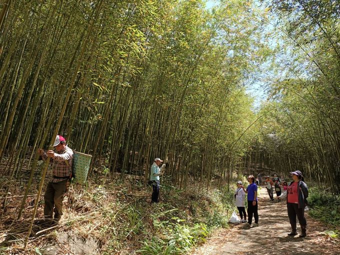 復興區桂竹筍推廣　採筍報名中