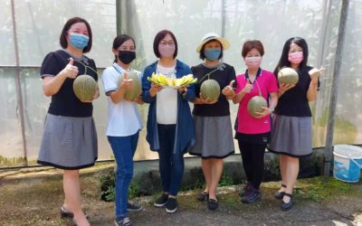 山區栽種極光品種洋香瓜比頭大　江曉琪卡蜜拉女王