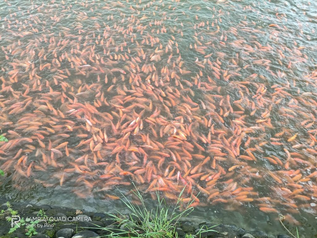 水產養殖飼料龍頭攜手智慧科技 數位轉型強化國際市場競爭力 水產養殖飼料龍頭攜手智慧科技 數位轉型強化國際市場競爭力