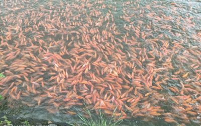 水產養殖飼料龍頭攜手智慧科技　數位轉型強化國際市場競爭力