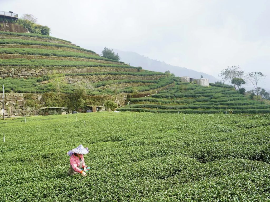 阿里山高山茶海來襲 從茶體驗走入嘉義高山茶都 阿里山高山茶海來襲 從茶體驗走入嘉義高山茶都