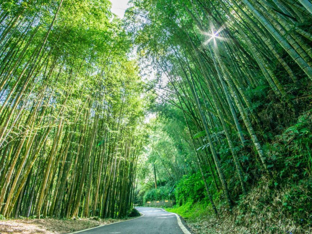 嘉義這樣玩！親民步道、特色茶餐、花瀑美景任您遊