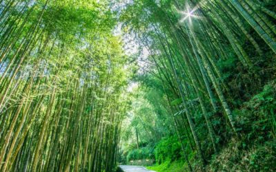 嘉義這樣玩!親民步道、特色茶餐、花瀑美景任您遊 嘉義這樣玩!親民步道、特色茶餐、花瀑美景任您遊