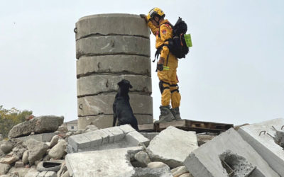 搜救犬年度盛會　全國搜救犬IRO國際評量認證