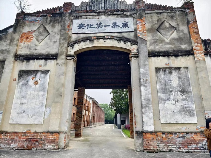 湖南安化第一茶廠提升黑茶品牌價值 茶旅融合發展新動能 湖南安化第一茶廠提升黑茶品牌價值 茶旅融合發展新動能