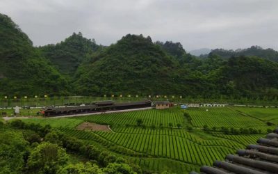 千年貢茶沅陵碣灘茶　茶旅互動融合發展