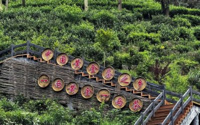 一兩黃金一兩茶　保靖黃金茶「可以喝的文物」