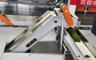 湘西神秘谷茶業　全產業鏈融合黃金茶製茶