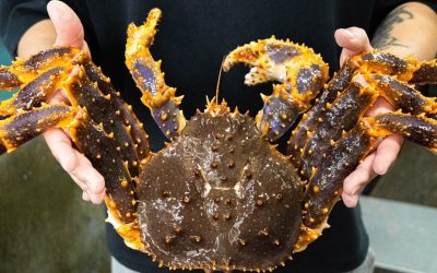 產地直送極鮮風味 新方海鮮宴會館推出母親節海鮮饗宴 產地直送極鮮風味 新方海鮮宴會館推出母親節海鮮饗宴